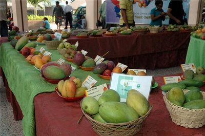 DE FESTICAFÉ A LA FERIA DEL MANGO