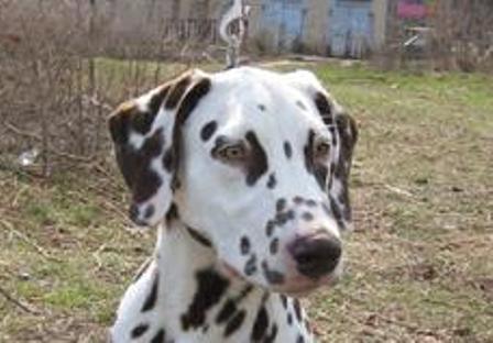 LAS COSAS DE PUCHULO Y MAIA         