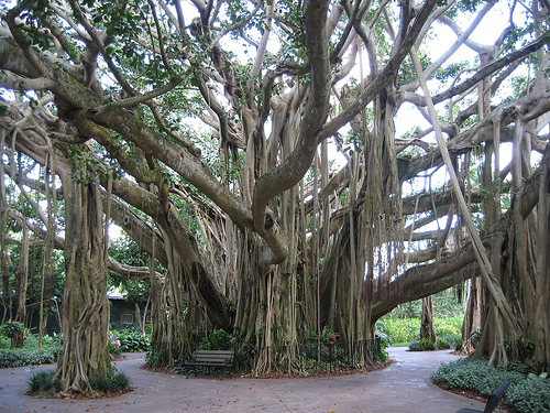 ¿POR QUÉ DEBEMOS PROTEGER Y CONSERVAR LOS BOSQUES?