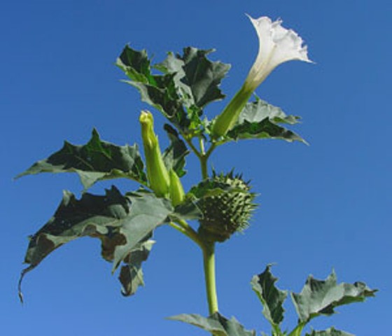 ¡CUIDADO CON LA BURUNDANGA!