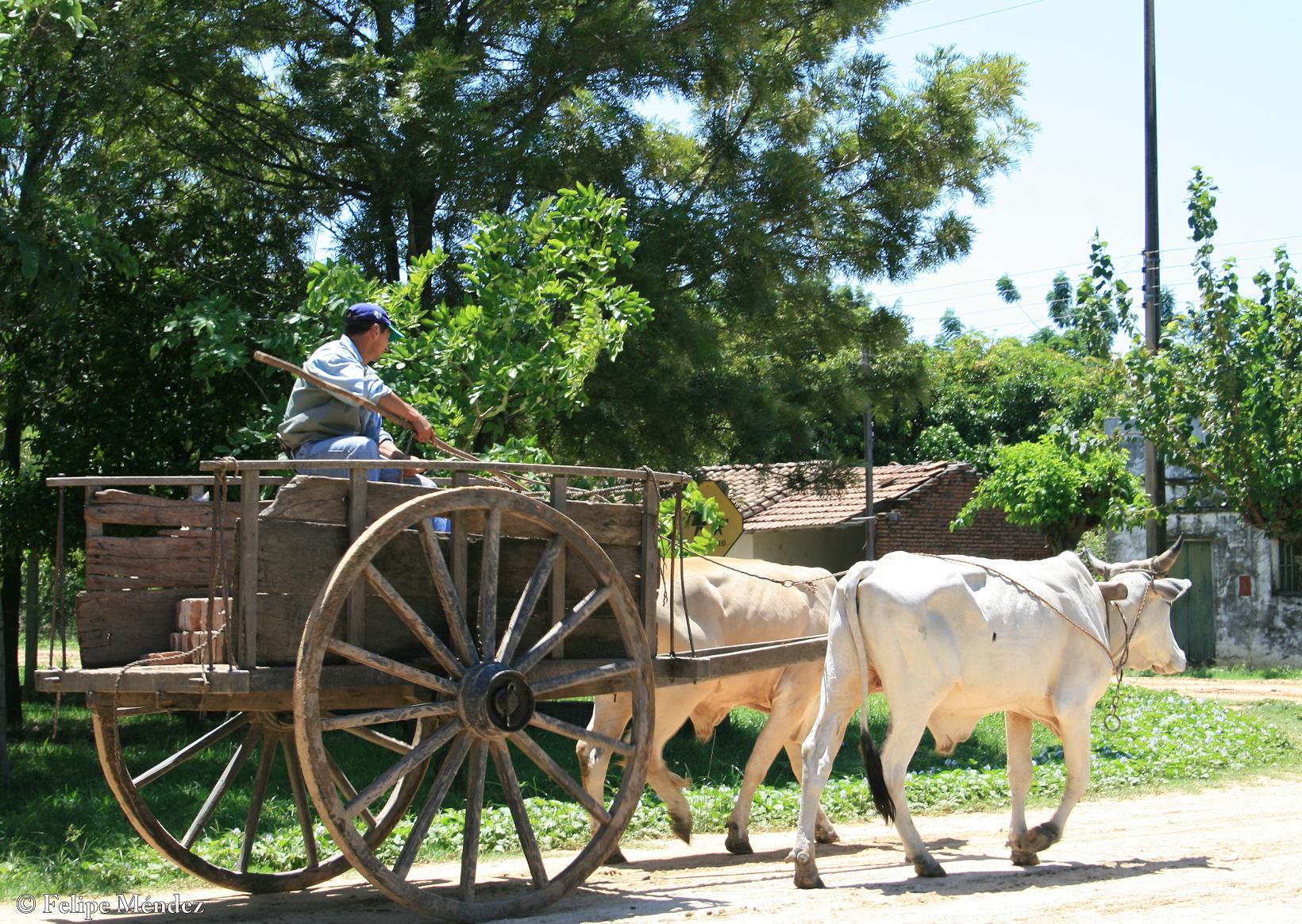 El Diagnóstico a la Carreta
