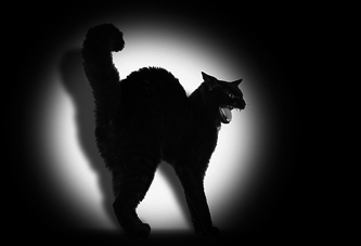  Gatos, macutos y oscuridad