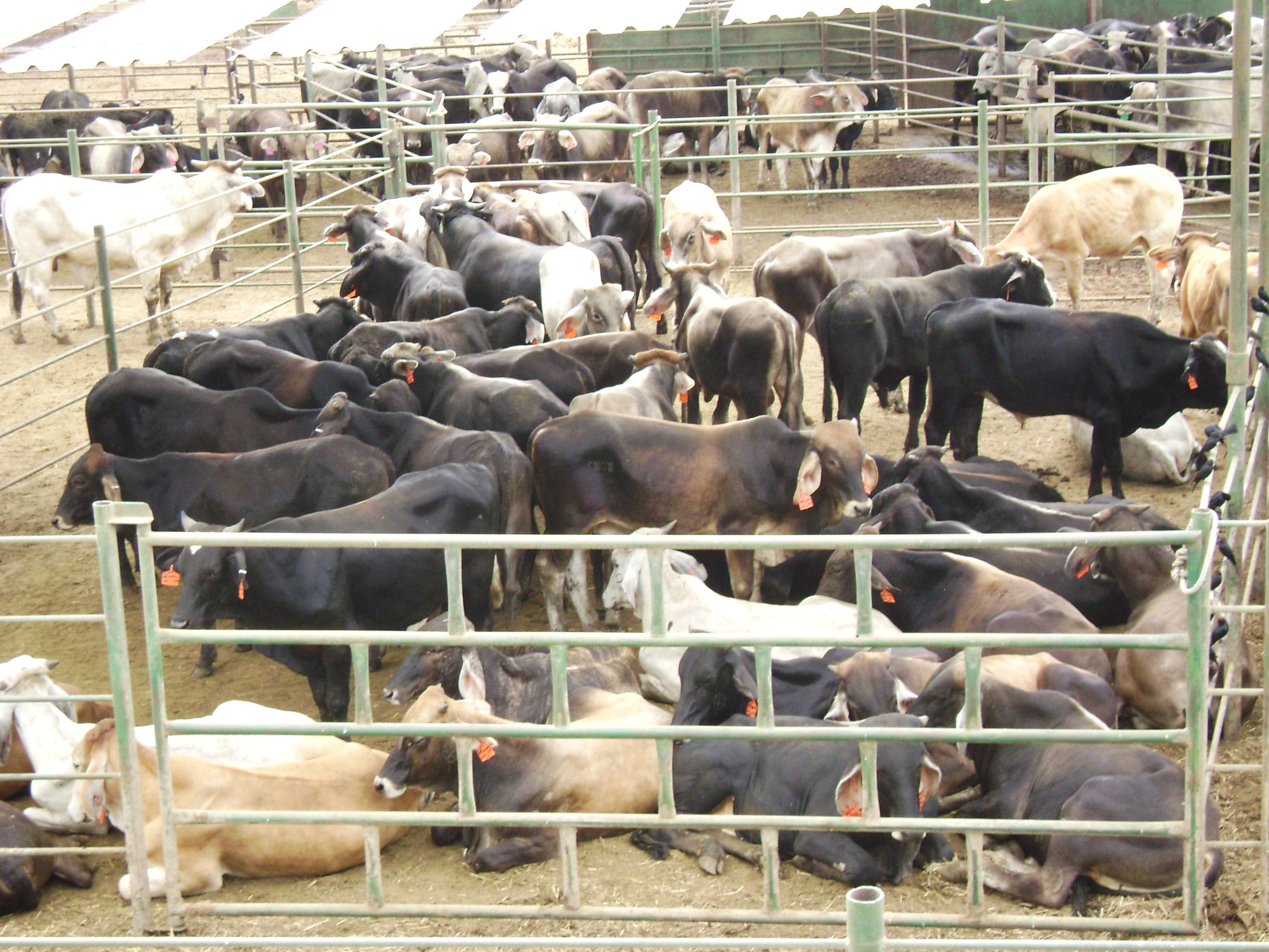 El Cerco se estrecha