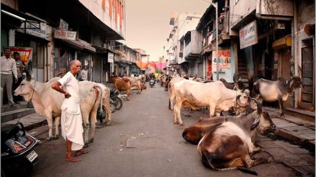 ¿Vacas Sagradas, hasta cuándo?