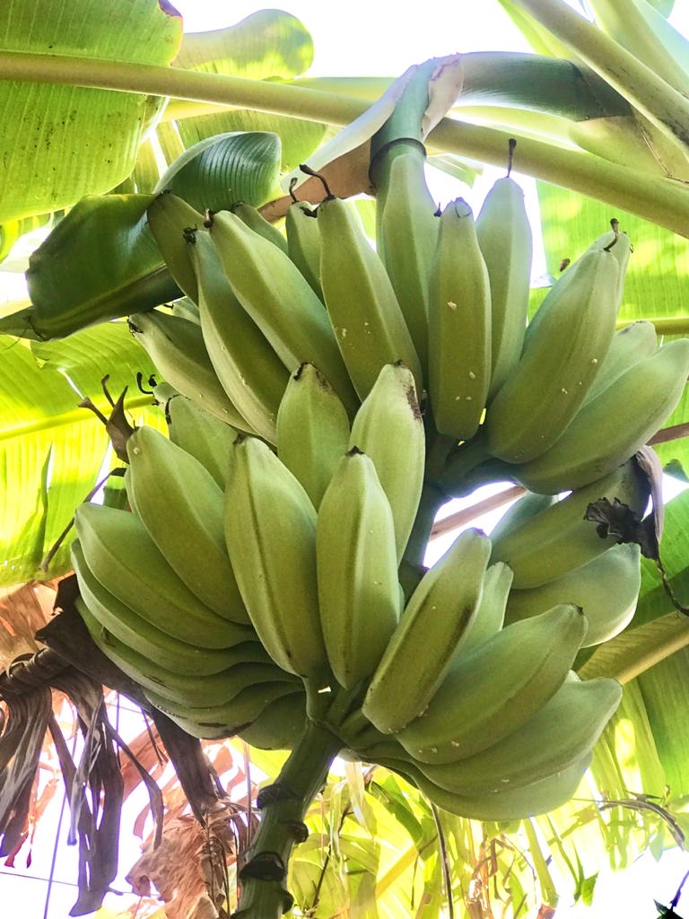 El rulo : una gran Bendición