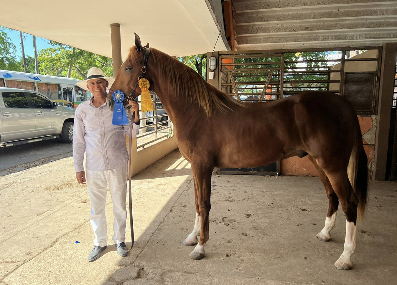 Ejemplar de Puerto Plata gana primer campeonato nacional del Caballo de Paso Higüeyano