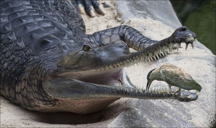 CACATA y el Bloqueo Publicitario 