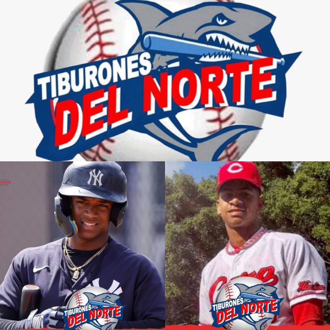 Equipo Tiburones del Norte contrata dos jardineros nativos de Puerto Plata Por Aridio Perdomo 