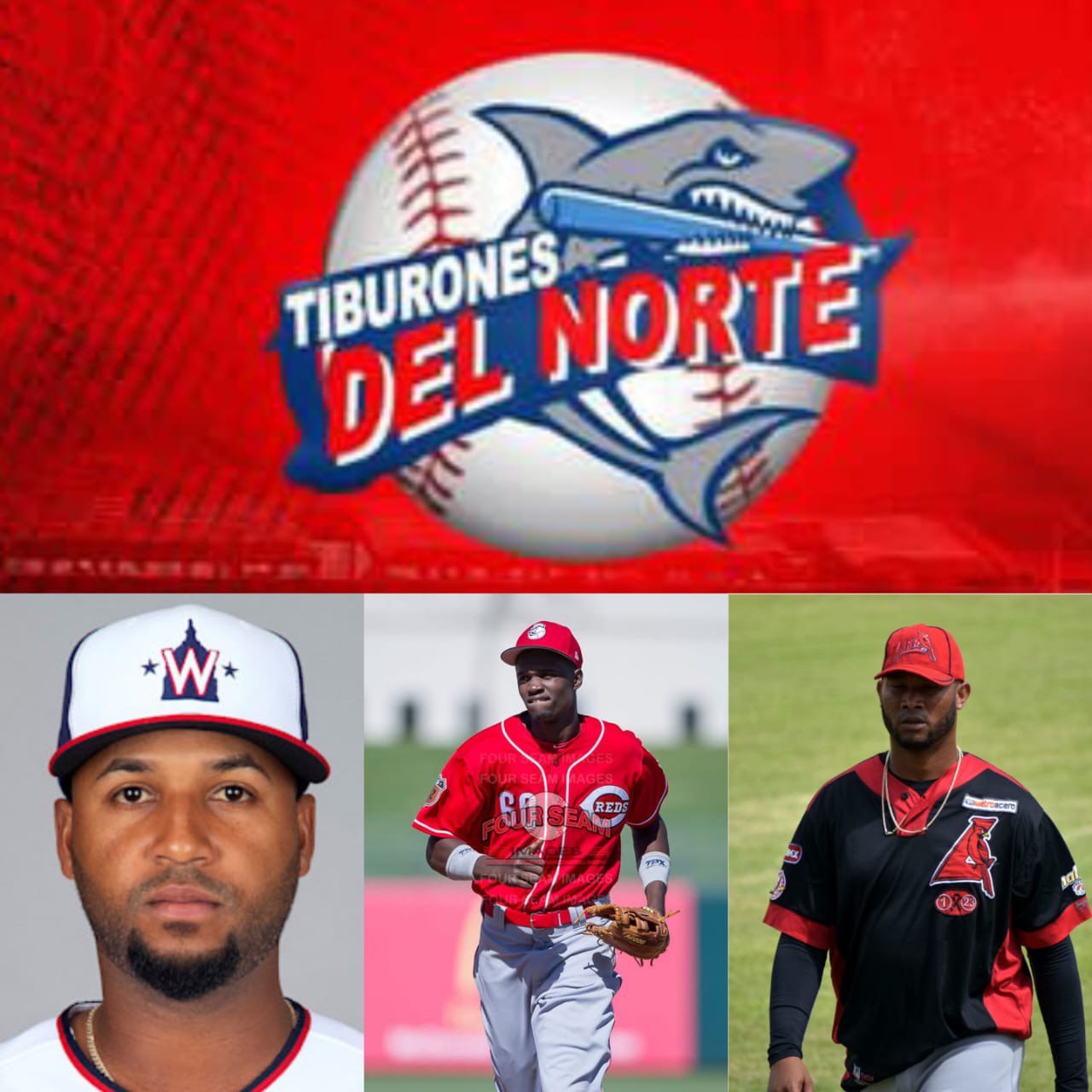 Tiburones del Norte añaden 3 peloteros a su róster en busca de clasificar a final de la LIDOVE