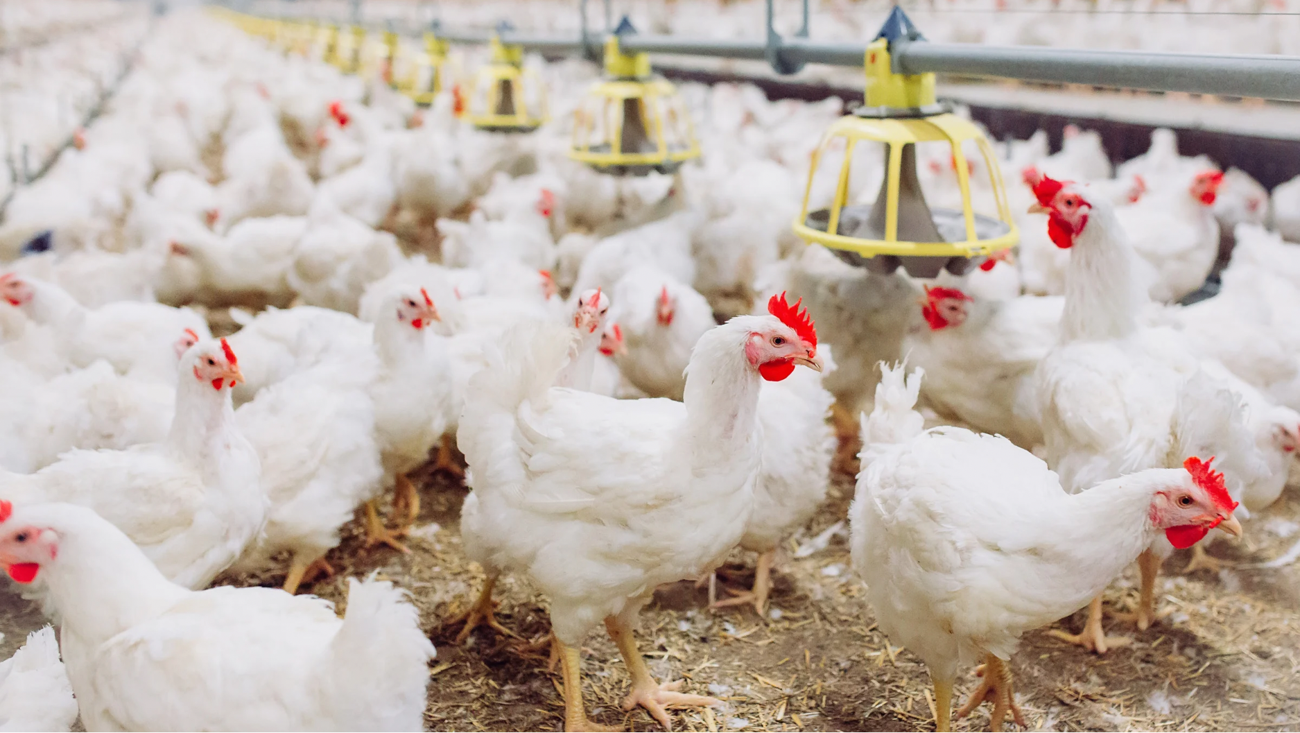 Productores advierten que el pollo podría aumentar hasta RD$150 la libra