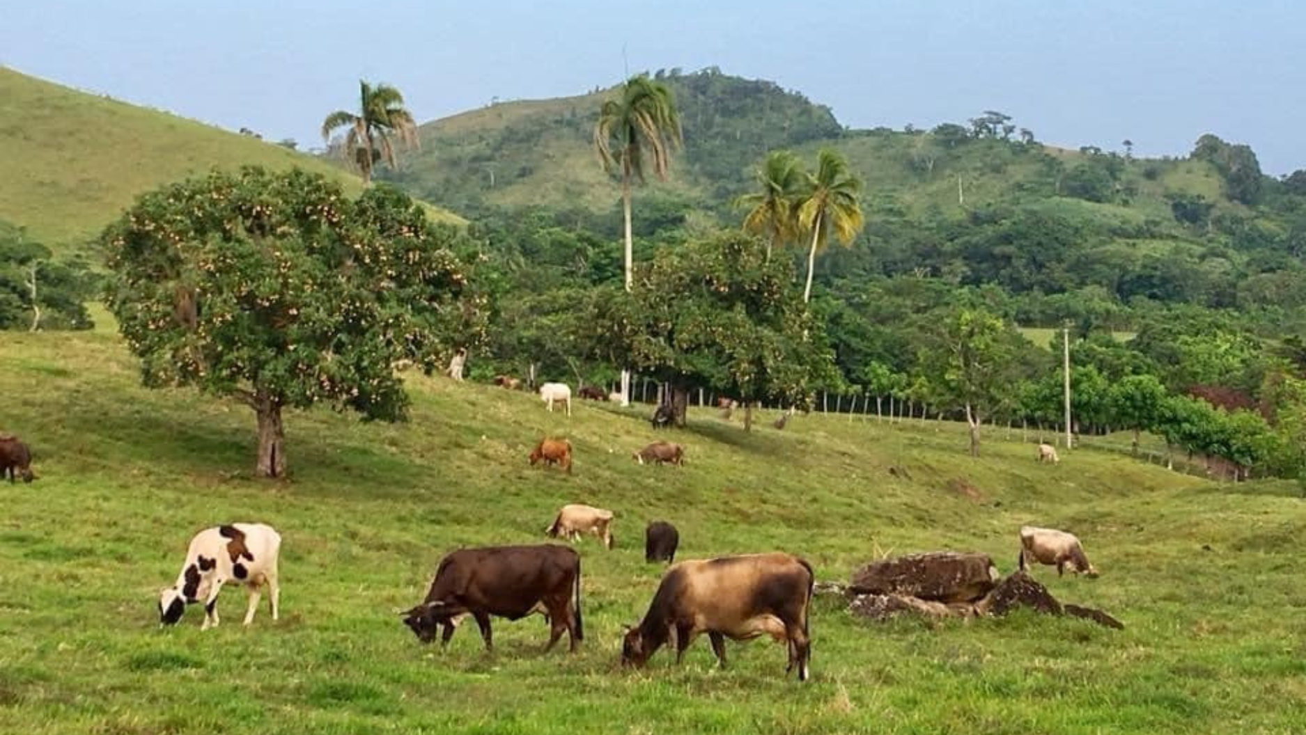 Ganaderos dominicanos aseguran que producción lechera alcanza mil millones de litros anuales y genera RD$26 mil millones