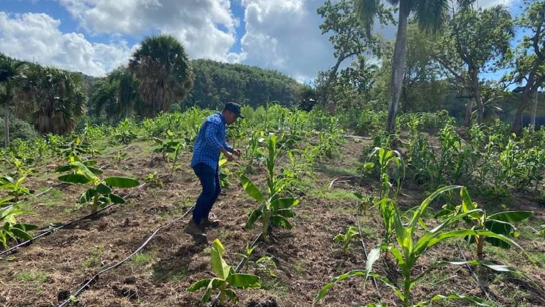     Agricultura reporta más de 6.5 millones de tareas cultivadas en RD durante el 2025; Puerto Plata entre zonas muy productivas  