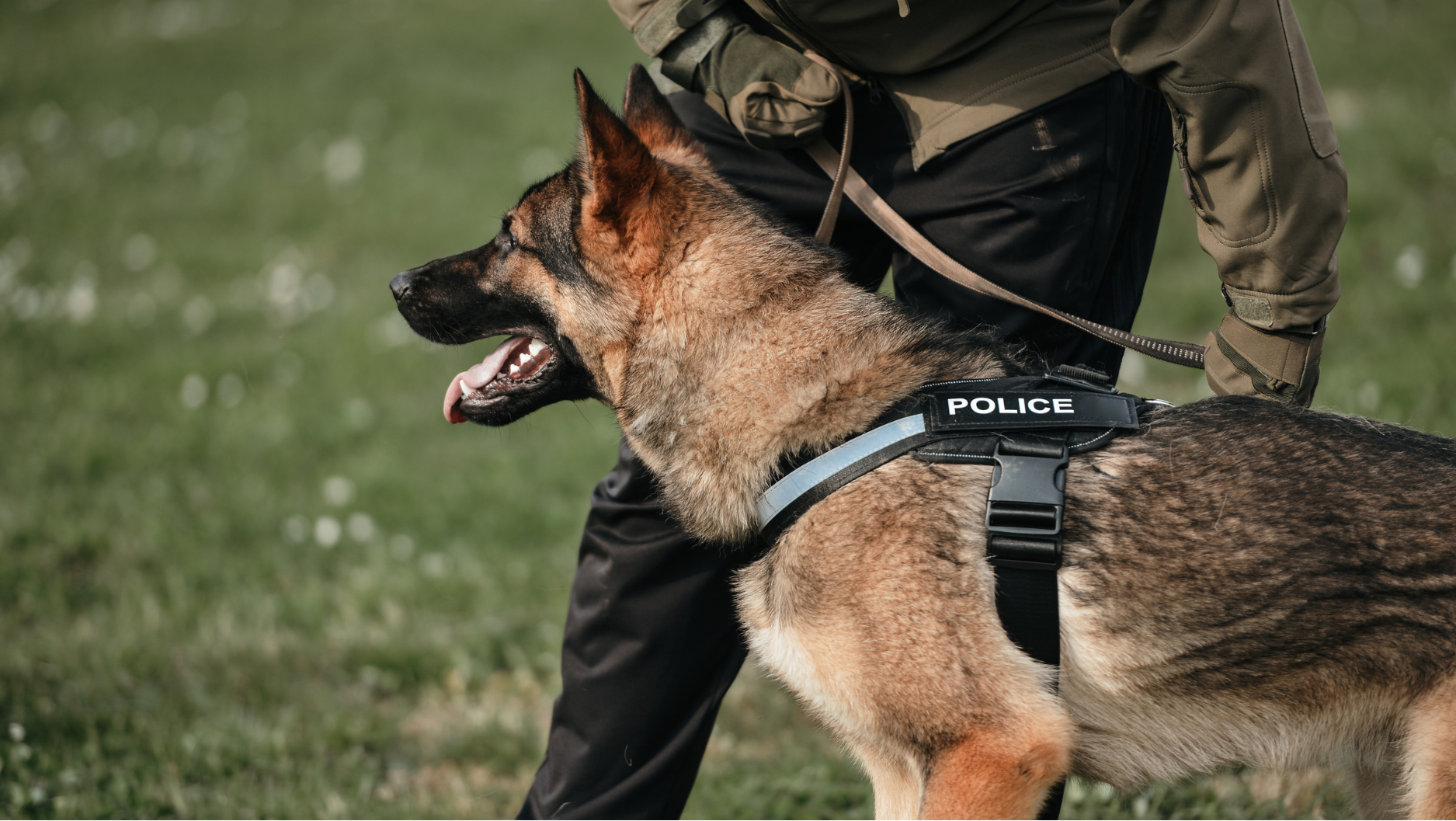 Consejo Superior del Ministerio Público crea Unidad Canina para fortalecer búsqueda de personas desaparecidas