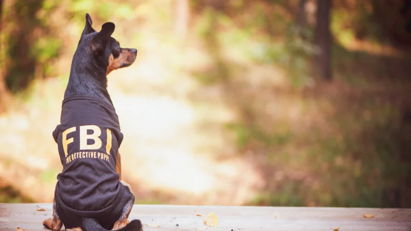 Unidades caninas del FBI y de la Embajada de Estados Unidos apoyan la búsqueda de niña desaparecida