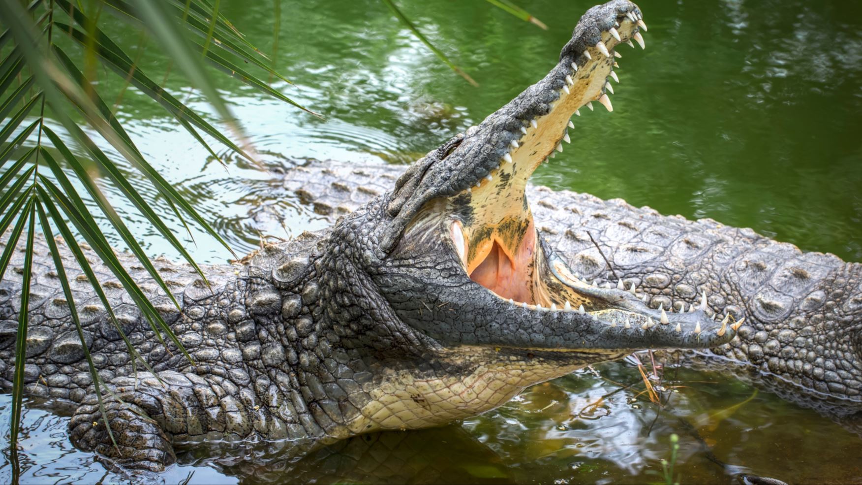 Advierten sobre escape de cocodrilo juvenil en Sabaneta de Yásica; piden extremar precauciones
