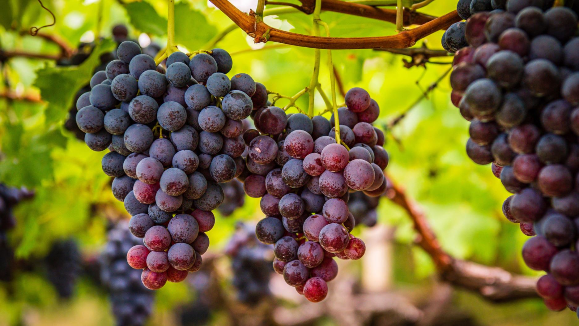 Uvas producidas en San Juan ya se comercializan en supermercados y establecimientos comerciales de RD