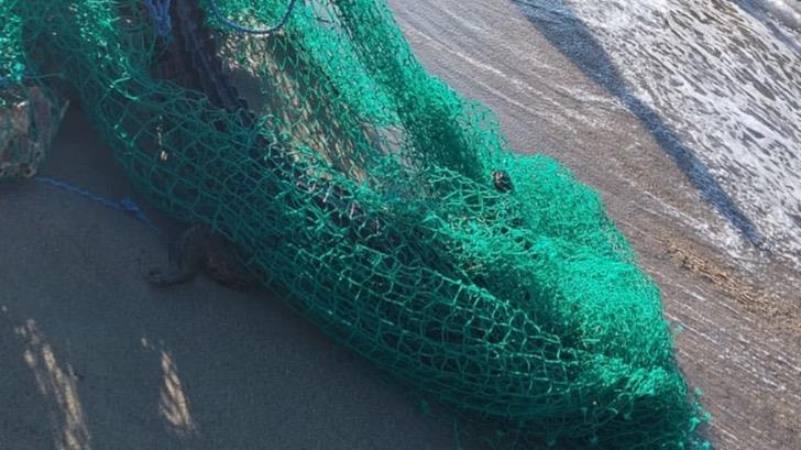 Capturado el cocodrilo que había desaparecido por riadas en Sabaneta de Yásica